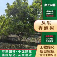 lݘ߶ȹڷ12~20ֿx ĴľֱN