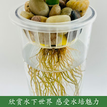 ??ˮ�ඨֲ�@�̶��ܟo������G�}������lؔ��t�ư��ƻ���ˮ��