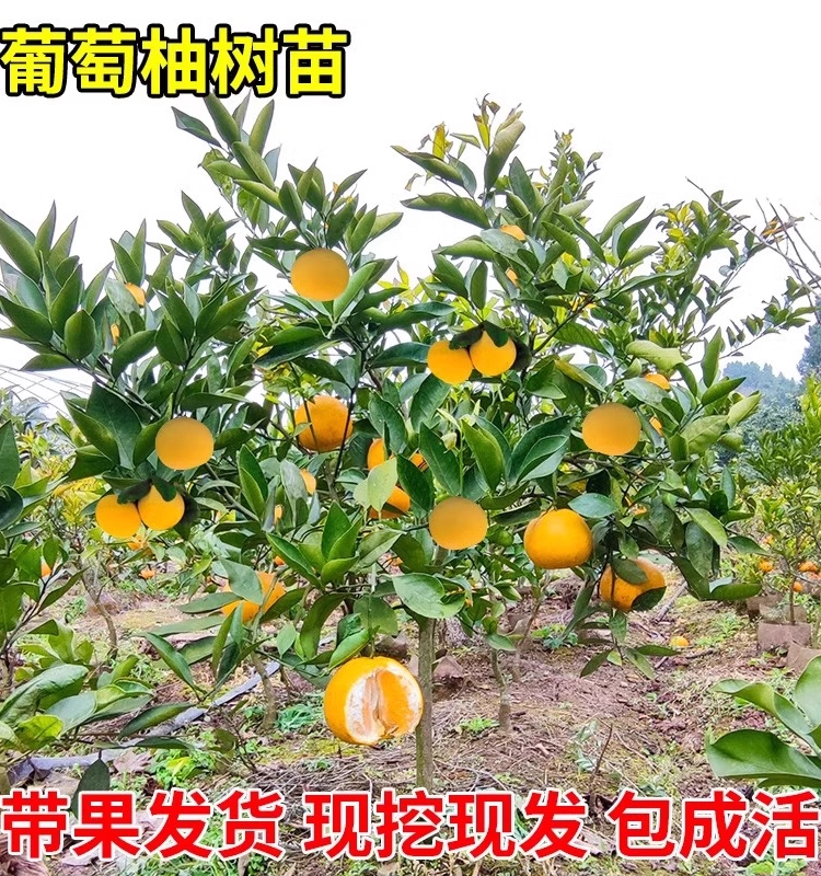 Саженцы грейпфрута посажены в северных и южных дворах, а особые горшечные грейпфрутовые деревья привиты с фруктовыми деревьями, которые в том же году дают урожай.