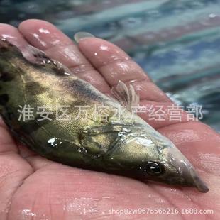 �Y�^��Ҏ���Z�~�� ���~�� ���� ���~��·�����R���~�N֮һ