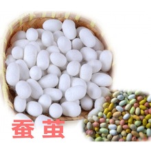 蚕茧蚕豆带蚕蛹可出蛾家蚕桑蚕白活蚕双宫茧蚕丝茧可抽丝做蚕标本