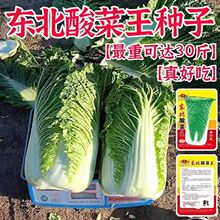 东北酸菜王大白菜种子白菜籽腌菜种籽原装四季菜白菜种子高发芽率
