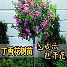 ���㻨�����ͺ��͟�ͥԺ�ļ��_������ֲ�ﻨ���繤�̾G����ľ����