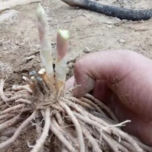 芦笋苗根绿色芦笋苗种四季蔬菜苗盆栽根苗种阳台庭院种植多年根生