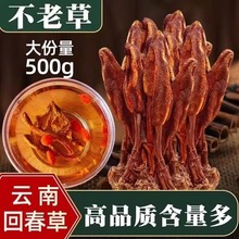云南野生回春草新货正宗深山采挖顶天柱草男滋补泡酒泡茶肉苁蓉