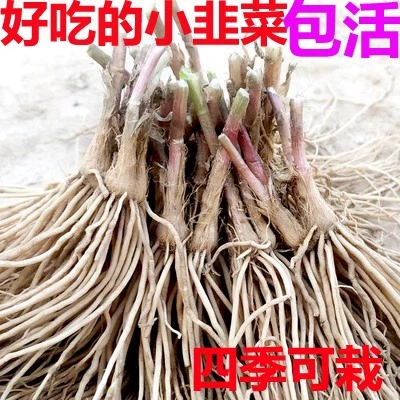 Рассада корня лука-порея с фиолетовыми и красными корнями, почвенные овощи, семена корня красного лука-порея с широколистными крупнолистовыми одноростковыми семенами, рассада в горшках.