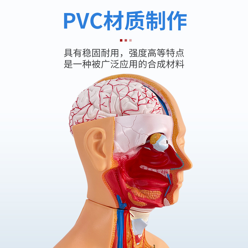 85CM��������ģ���������ٽṹ����ȫ�����������������ģ�ؽ�ѧ