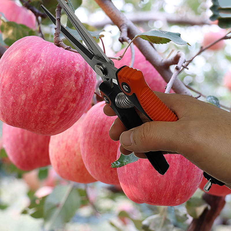 厂家现货不锈钢疏果采果稀果修枝花椒剪刀园林果园修花剪枝葡萄剪