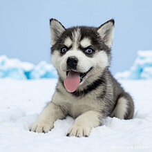 批发纯种西伯利亚雪橇犬哈士奇纯种狗狗中型犬工作犬幼犬活体小狗