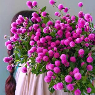 Flower Seeds Thousand Days Red Hundred Days Red Fireball Garden Landscape Greening Flower Potted Plants Easy-To-Live Flower Seeds Thousand Days Purple Seeds