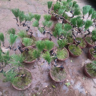 ΢�ͺ����辰�Ϙ���������ӭ���ɑ���ʽ�������^�ļ�����Gֲ����