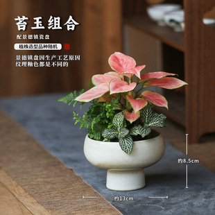 水培植物苔蘚球植物發財樹六月雪文竹室內小綠植盆栽蕨類微景觀