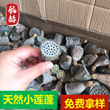 工艺品干花迷你小莲蓬禅意干花艺术天然莲蓬带籽拍摄道具装饰摆件