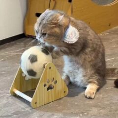 猫咪玩具麻绳猫抓球立式耐磨不掉屑自嗨解闷磨爪神器猫抓板玩具球