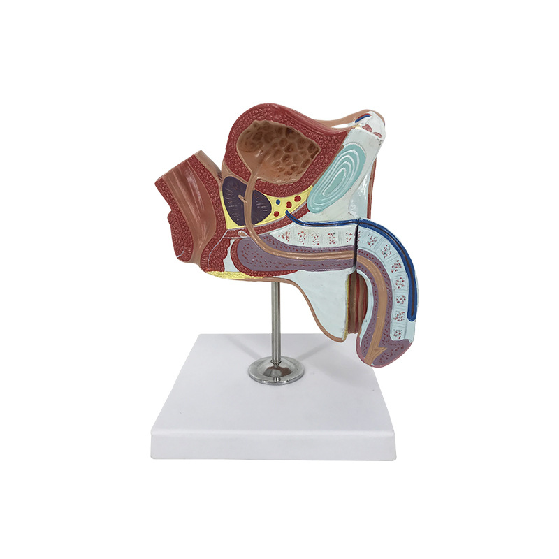 U032 male bladder model