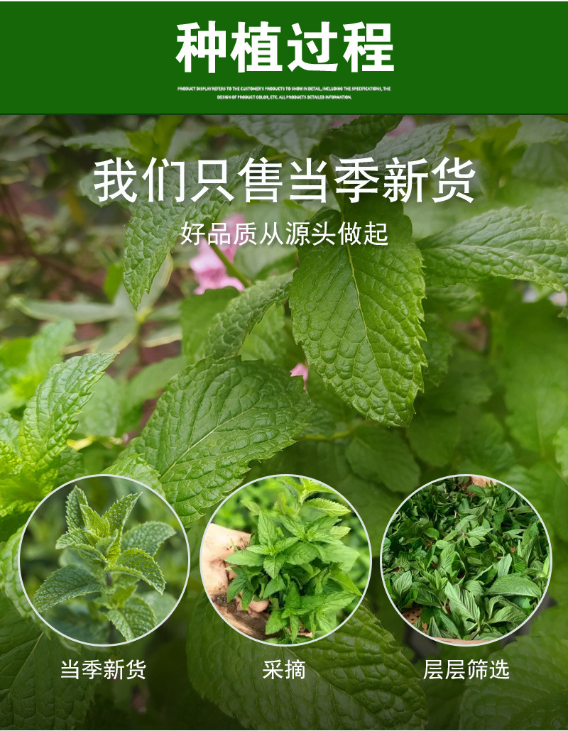 Mint Leaf Tea (Mentha haplocalyx) — Dried Food-Herb Mint for Cold Brew & Daily Infusions preparation
