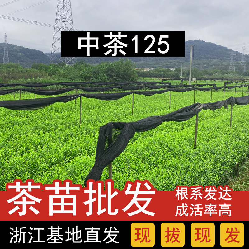 中茶125茶苗新品种绿茶树苗早茶龙井高产量高成活率茶叶苗