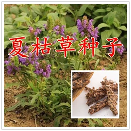 盆栽;种子;园林果树