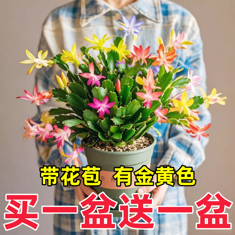 买一送一多色蟹爪兰带花苞盆栽四季耐寒冬天开花黄金兰