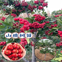 ɽ���޽��������ɽ高����Ϸ������NֲͥԺ���Ե��Թ��������