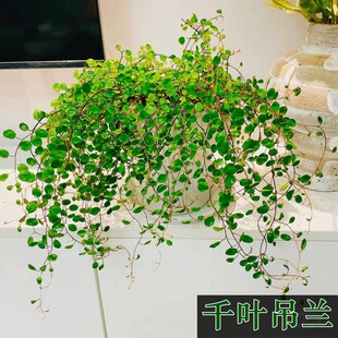 ��߅���mǧ�~���m�����^�~ֲ��������������������پGֲ�ļ�����