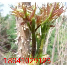 �|��ɽ�^�خa����ѿ�����rɽҰ�˴���ѿ�� ��ɽ �r��Ժ��ֲ����ѿ