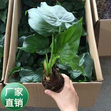 批发水生植物  室内盆栽绿植 花卉滴水观音种苗  千手观音植物