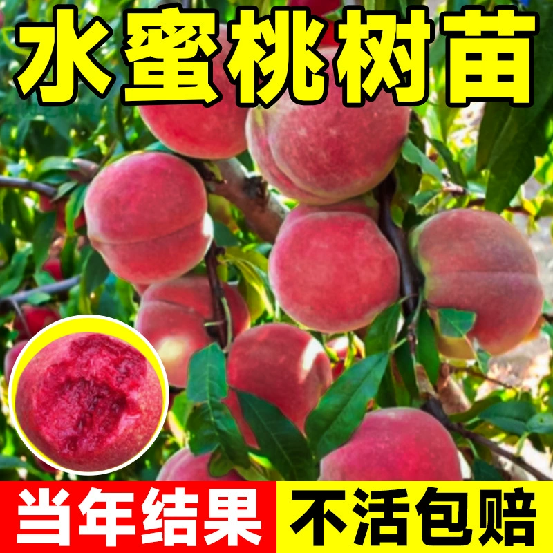 Саженцы персиковых деревьев Yangshan Fenghua, привитые саженцы персиков, посаженные на севере и юге, в горшках, плодоносят в том же году.