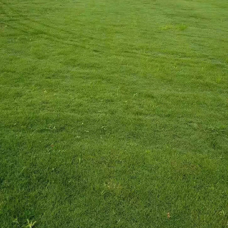 Высокий овсяница собака бутон корневой травы семян озеленение склон защиты травы четыре сезона зеленый райграс защиты склона