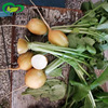Golden ball Cherry radish seeds Farmers and farmland Potted Plants Planted Early Clicks and Uniform Yellow Radish Seed