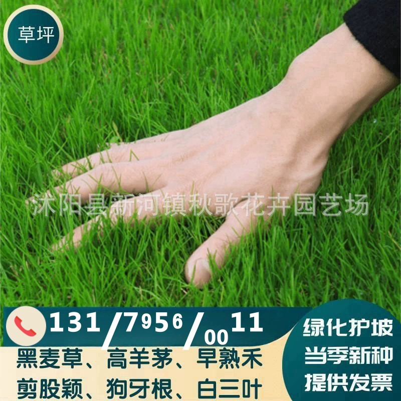 Защита склонов Семена газона Four Seasons Зеленый Райеграсс Bermudagrass Семена Festuca arundinacea Бермуды Poa pratensis Клевер видов