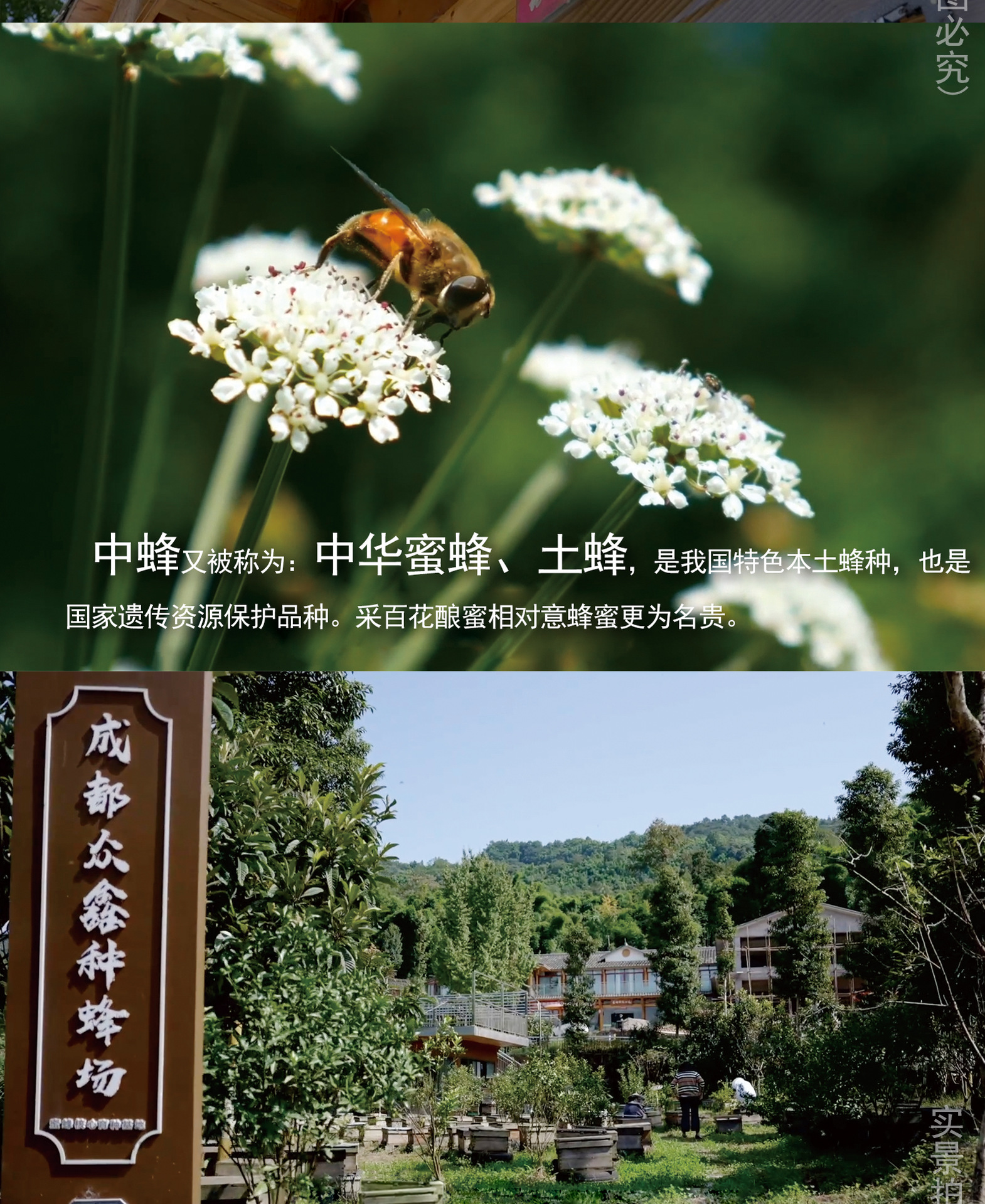 500g土蜂蜜寶貝詳情1_05