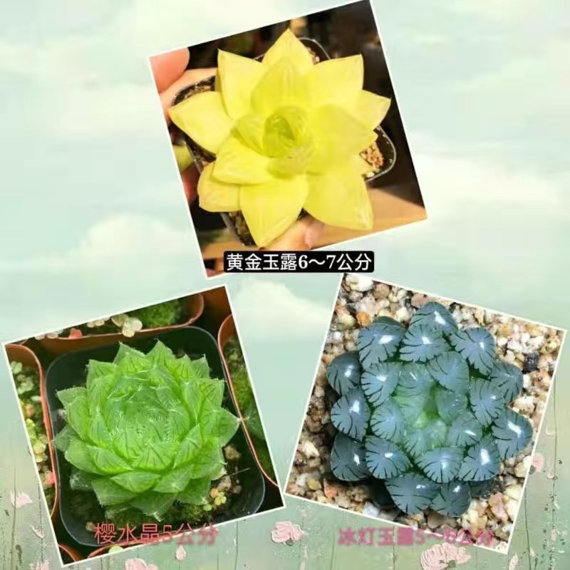 황금 옥 이슬 + 체리 크리스탈 + 얼음 램프 (무료 컬러 스톤)