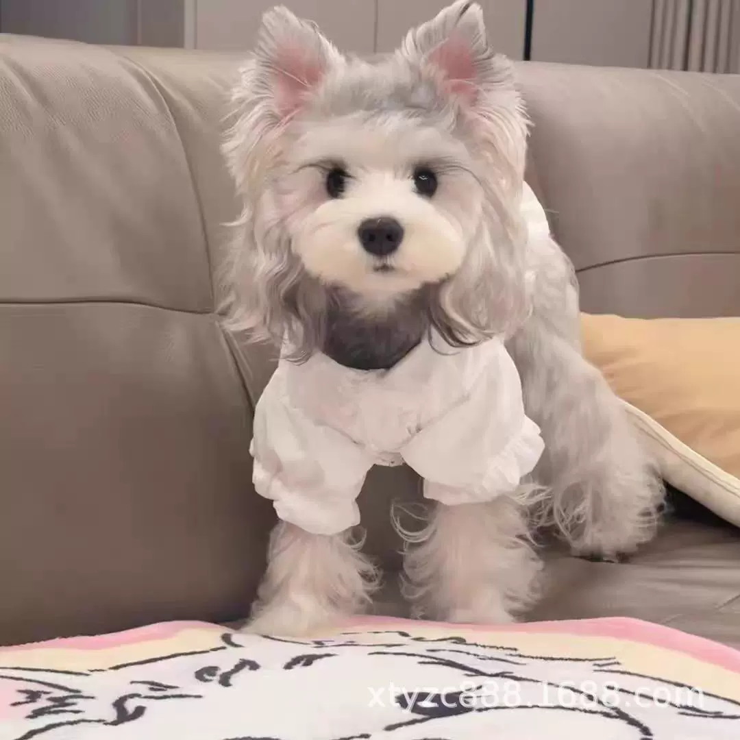 纯种雪纳瑞犬幼犬活体椒盐雪纳瑞幼崽活物雪纳瑞宠物狗狗小型活物