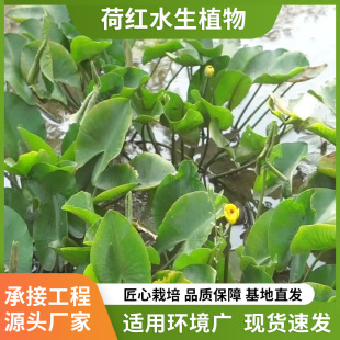 Manufacturers Supply Wholesale Ping Feng Grass Seedlings Golden Lotus Aquatic Plants Florals Artificial Wetland Park Greening Plant