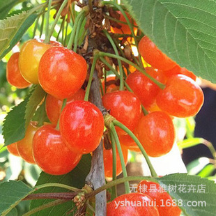 Large Cherry Saplings Sweet Cherry Yellow Honey Crystal Yellow Cherry Seedlings Shandong Cherry Seedlings Fruit Trees Planted in the South and North