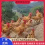 湖南提供技巧定制土鸡苗