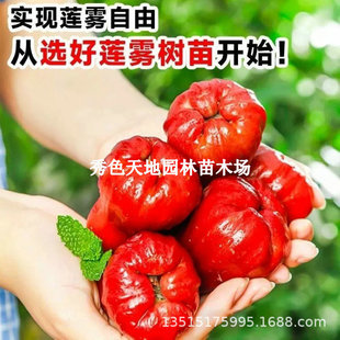 ɏ�F����޽Ӻڽ���ɏ�F����~�t���ǰű�ɏ�F��ͥԺ���Ե��ԷNֲ