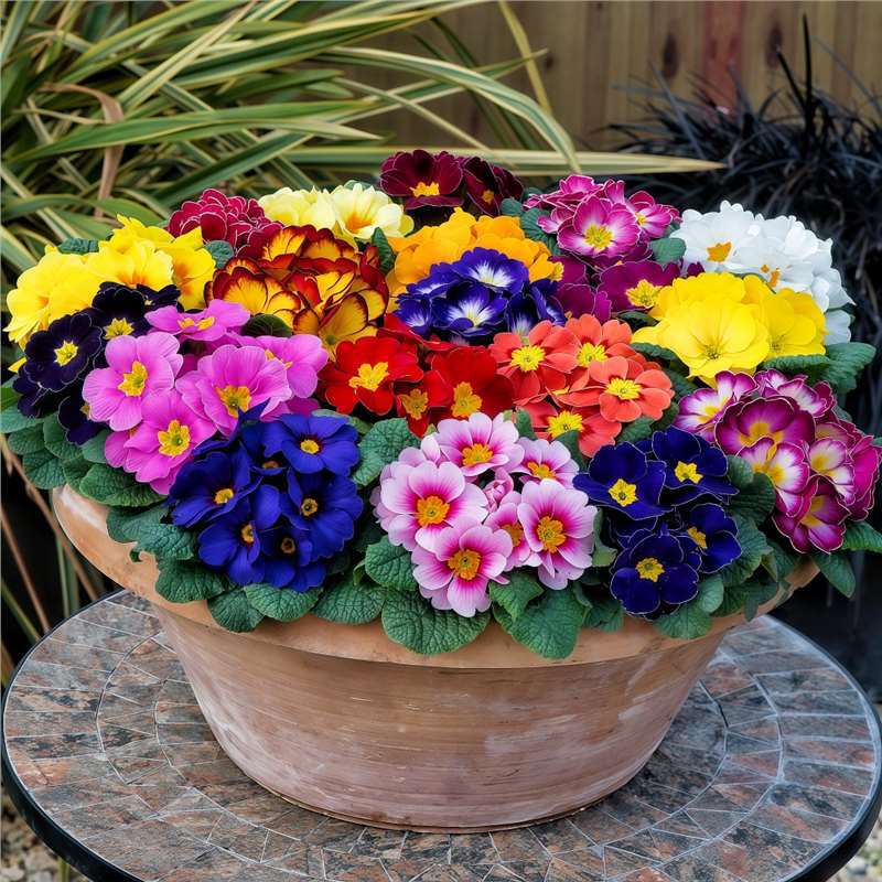 报春花种子草欧洲报春花耐寒花卉室内阳台长花期盆栽庭院花籽