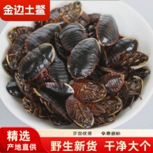 金边土鳖虫野山地鳖清水土别虫干货大个土元250g地乌龟真货好
