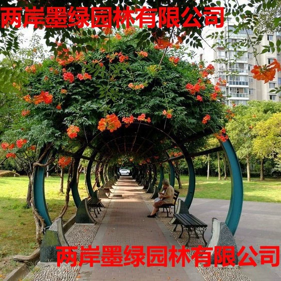 Оптовая поставка американских рассады раннего утра, саженцев вьющихся цветов раннего утра, спецификации вьющихся растений для двора раннего утра, бесплатная доставка