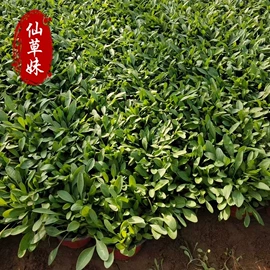 宿根花卉;一二年生花卉;灌木