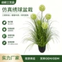 仿真同款盆栽酒店洋葱草