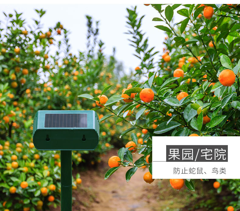 详情1 (10).jpg