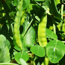 软荚荷兰豆种子高产大荚菜豌豆种籽甜脆食荚菜豌种子耐寒农家代发