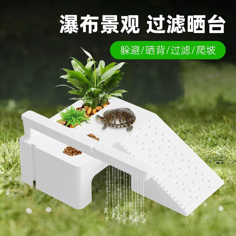 Бразильская черепаха взбирается на платформу