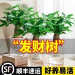 发财树盆栽桌面植物花卉绿植办公室绿萝文竹水培室内发财树好养花