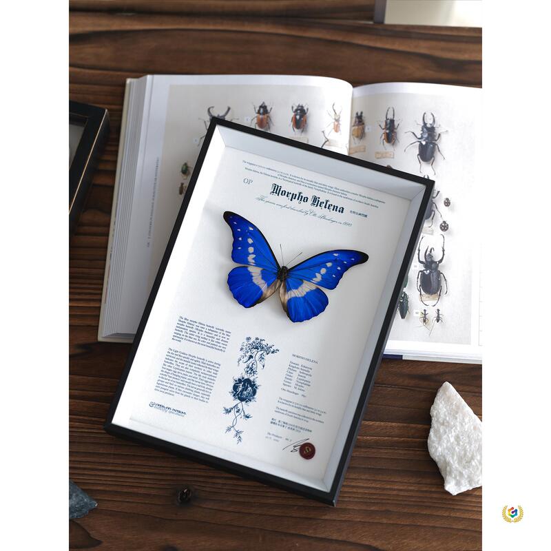 Collectible Specimen of the Goddess of Light Butterfly, Real Butterfly Specimen, Designer Artwork, Museum Decorative Painting, Birthday Gift Collectible Specimen of the Goddess of Light Butterfly, Real Butterfly Specimen, Designer Artwork, Museum Decorative Painting, Birthday Gift