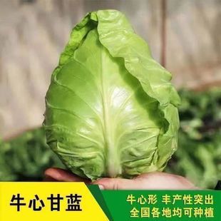 ţ�ĸ��{�N�ӻ��،����߲˷N���ļ��Y����{���Ĳ��߲˷N��