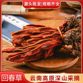 产地货源 回春草云南高原锁阳草不老草顶天柱草苁蓉厂家大货批发